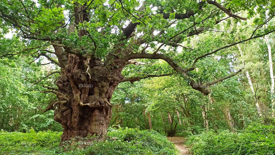 Ancient beautiful oak tree, Orwell Country Park, UK