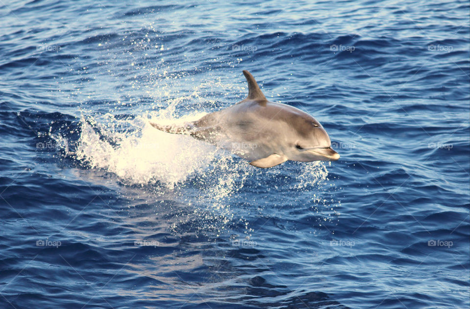 sea jump dolphin by ravanti