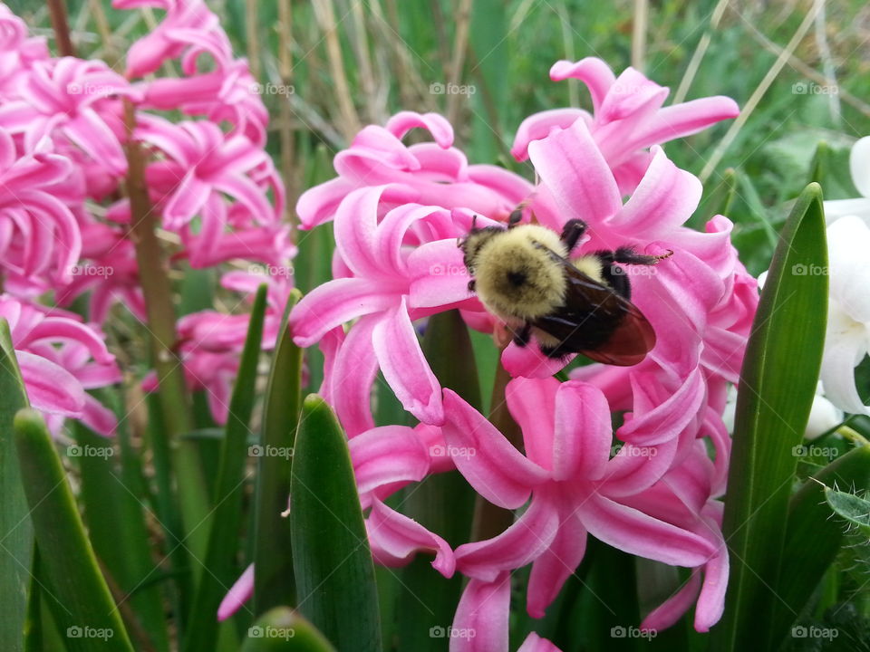 Spring Bumblebee 3. First Bumblebee spotted in the garden this year.