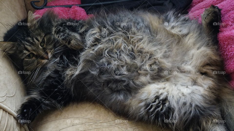 cat , animal , kitty