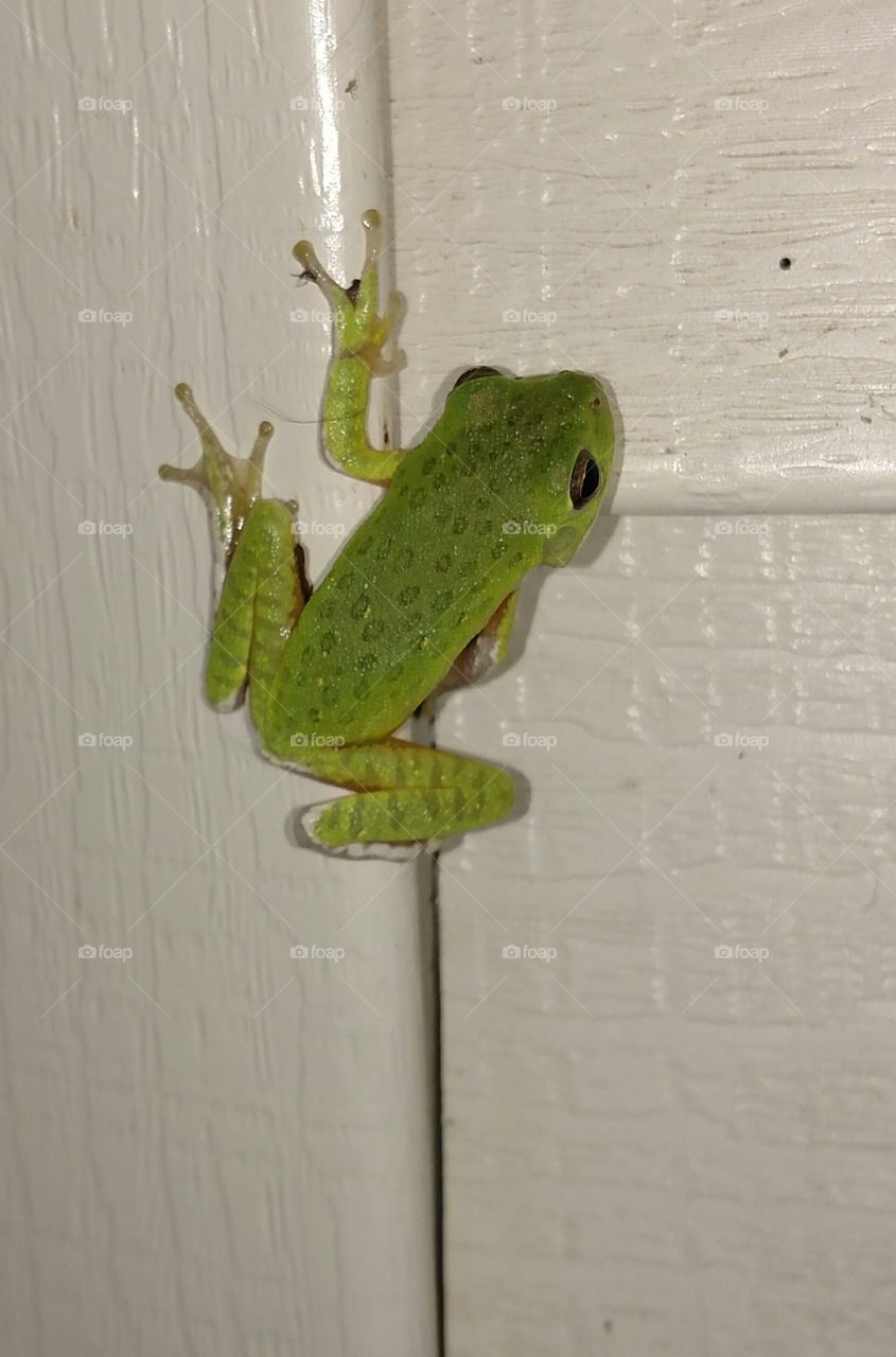 Tree Frog