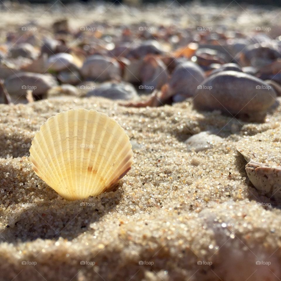 Little shell