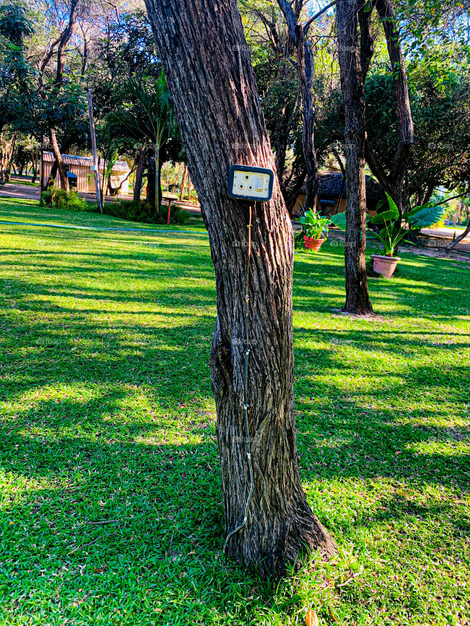 A scaly plant bark with an electric socket on a grass lawn. For use during outdoor events. 