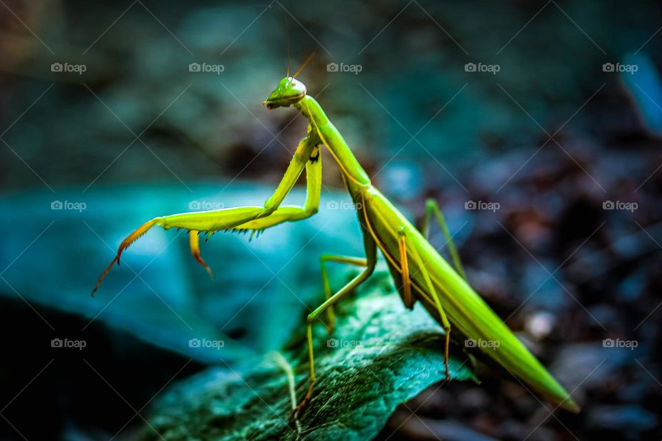 Big green praying mantis