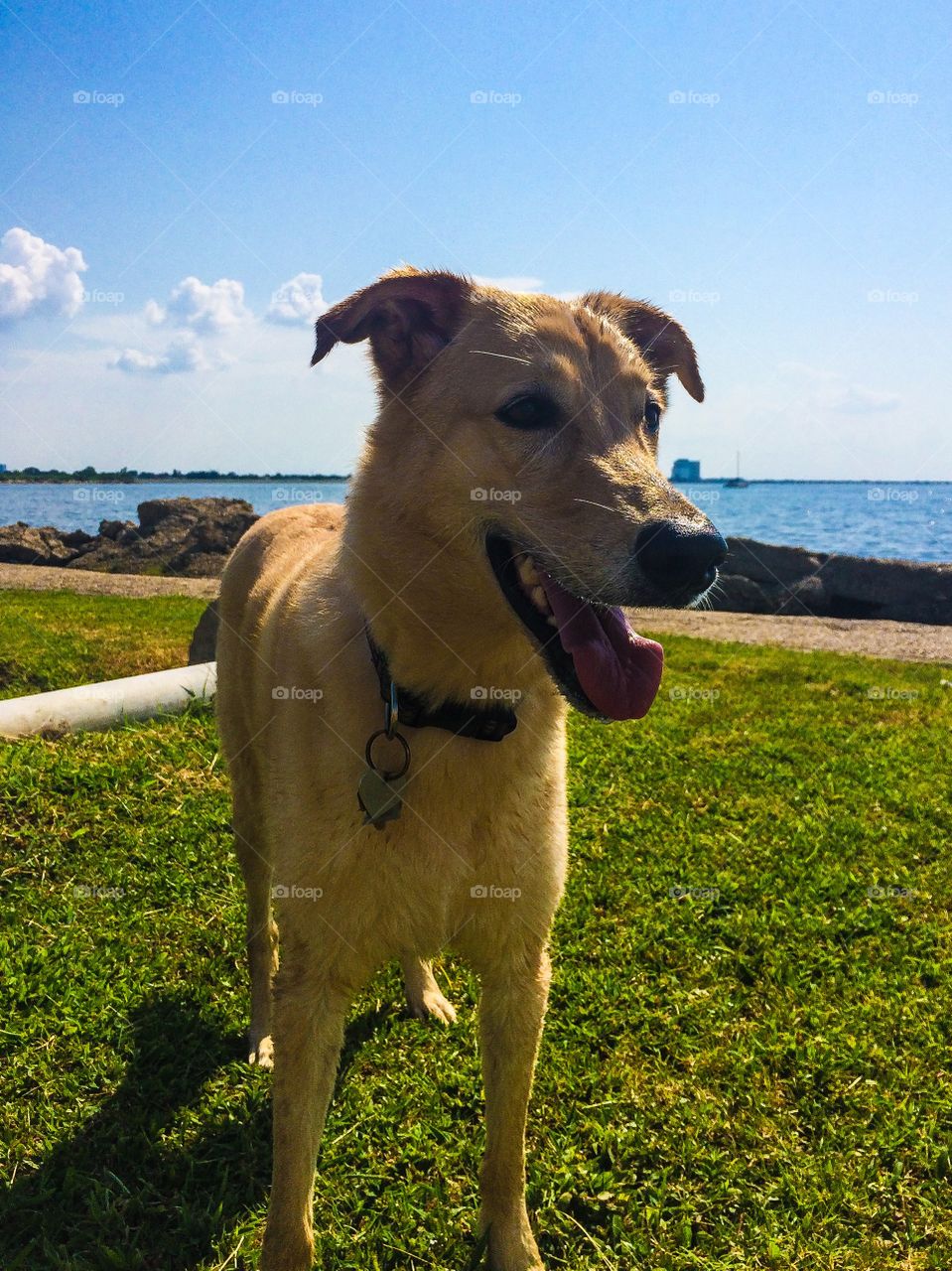 Yellow Labrador / German Shepard mix rescued from local shelter to his forever home. 