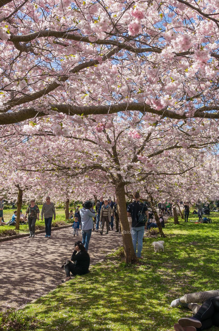 Pink park