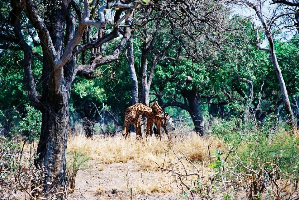Photo safari, Zambia