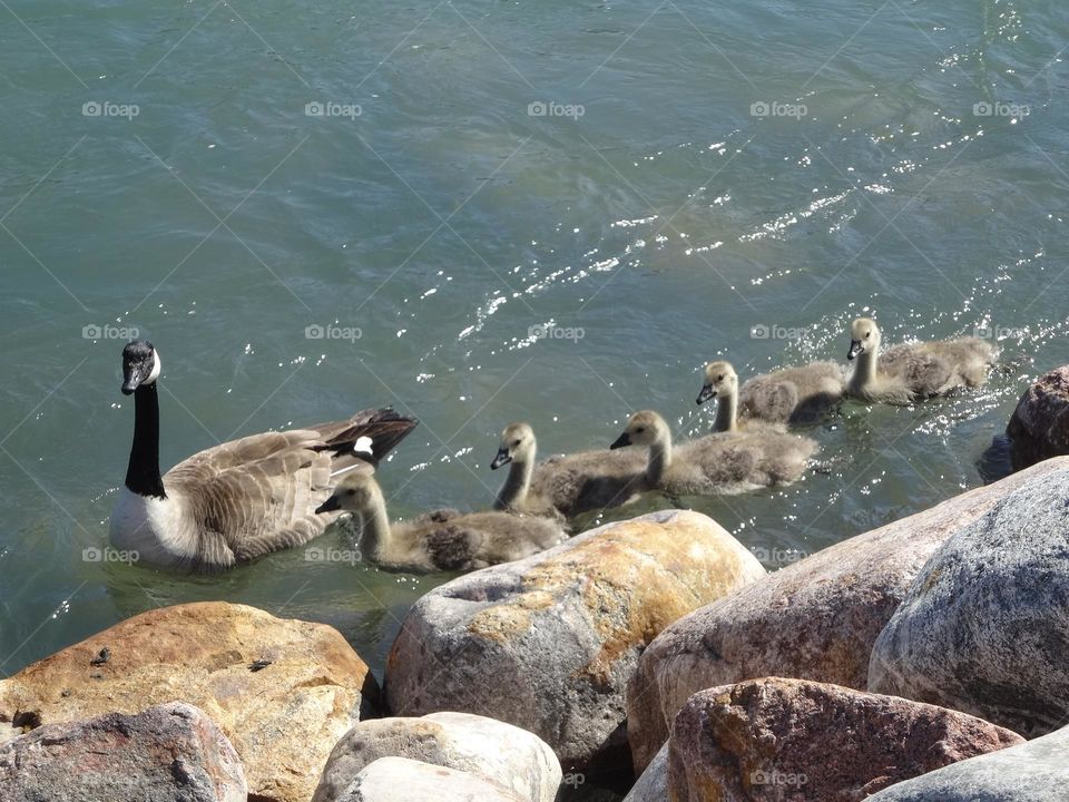 Maternal Bliss : Mother Duck and Her Flock of Five Ducklings Gilding on the water