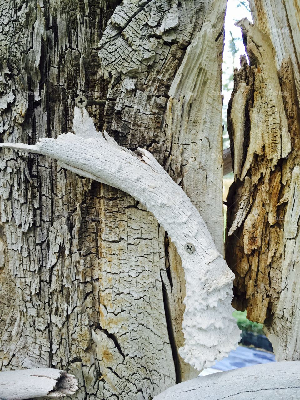 Rustic Wood and Antler. An old deer antler on antique barnwood