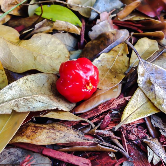 Red Fruit