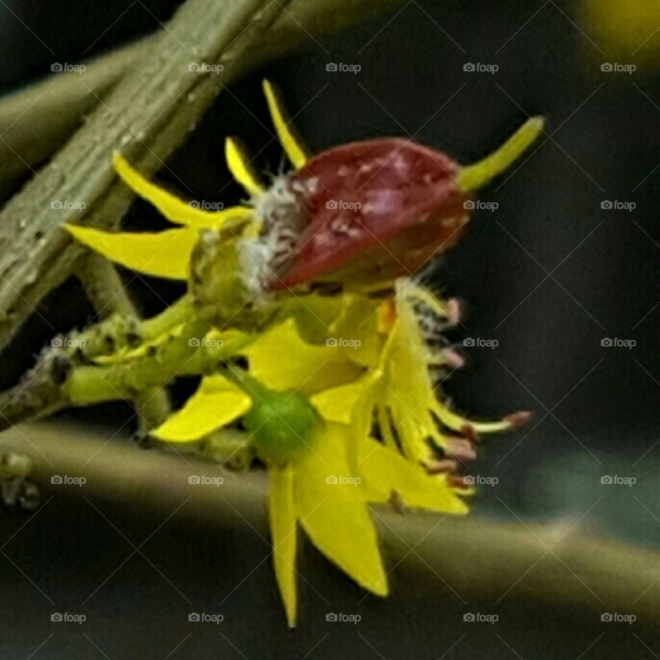 tiny yellow flowers with leaves