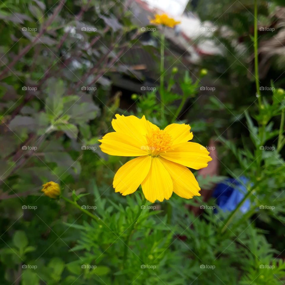 bright yellow flower (Cosmos flower)