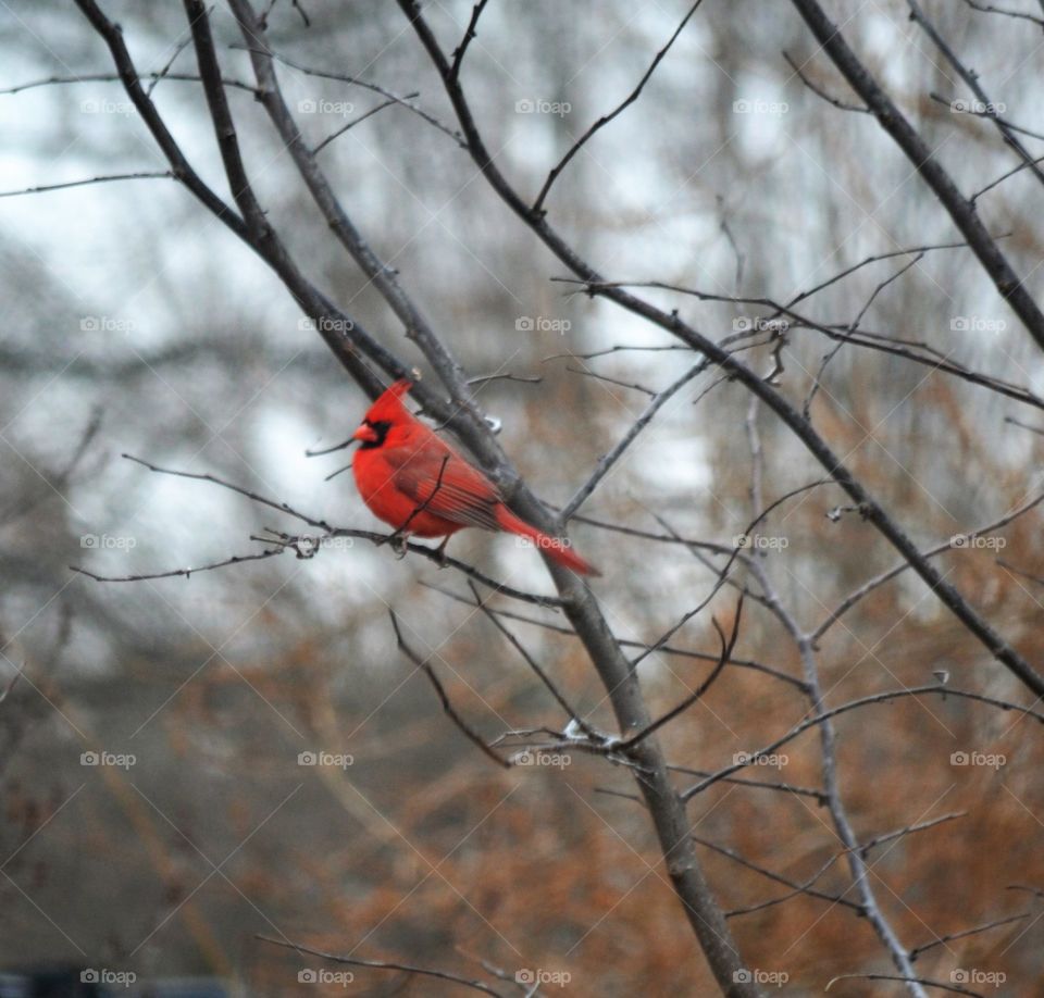 cardinal