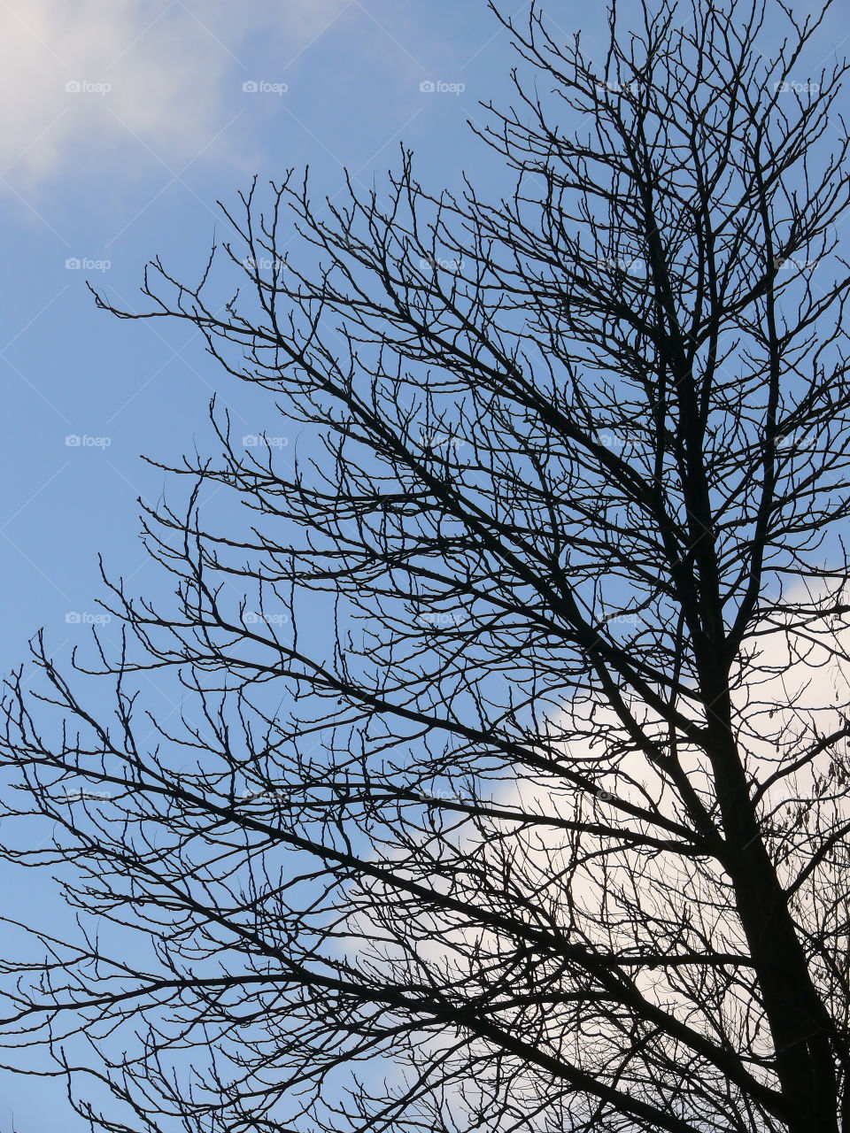 Low angle view of bare tree against sky during winter in Łódź, Poland.