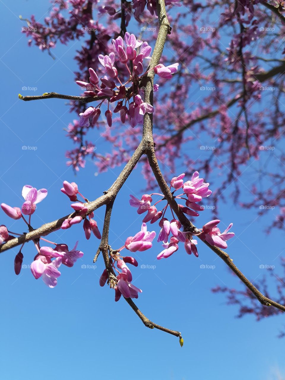 Red Bud Branch