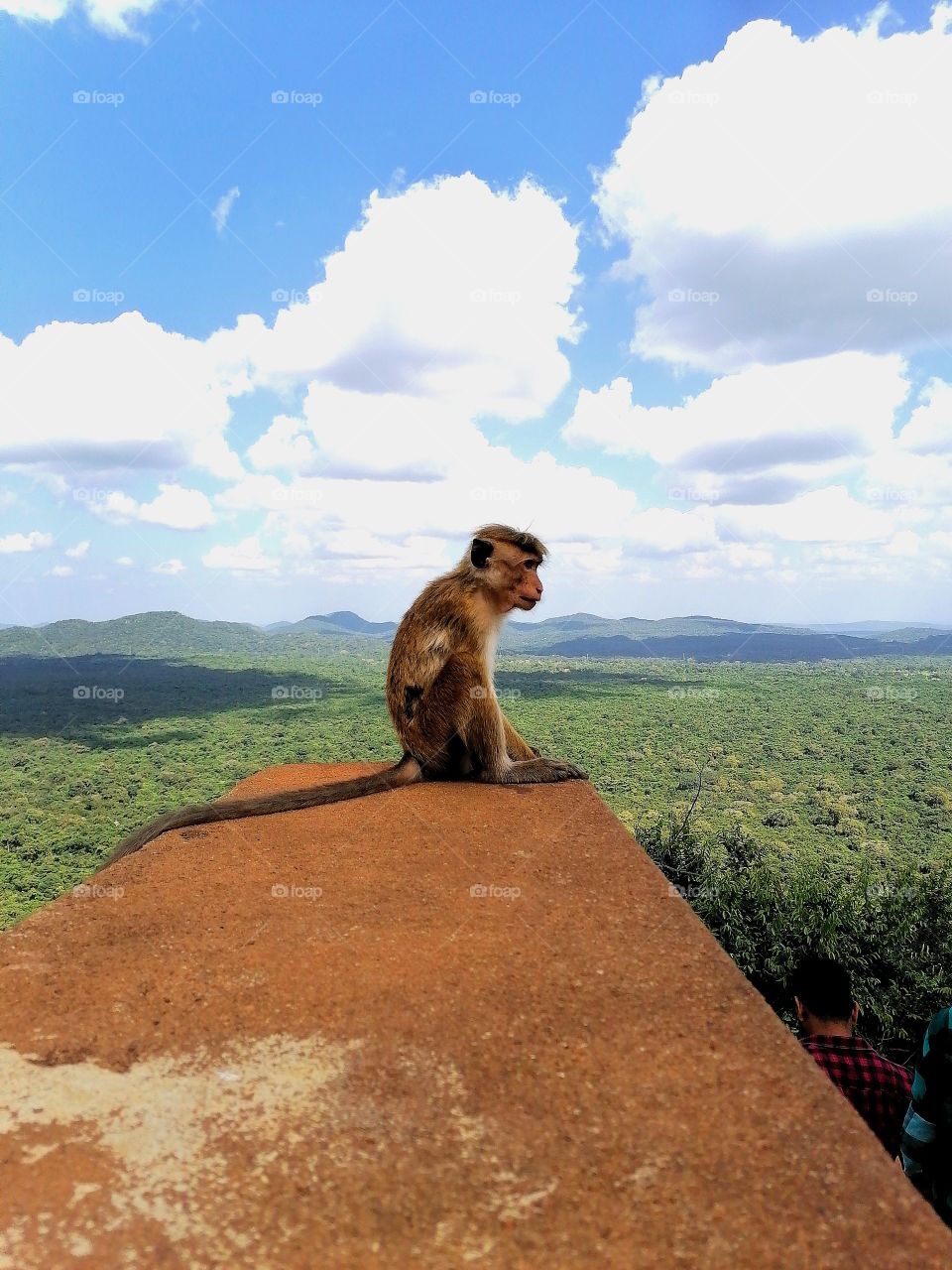 on the top of the Sigiriya Rock(Sri Lanka)8th wonder of the world.still waiting for enemies looking over the jungle.