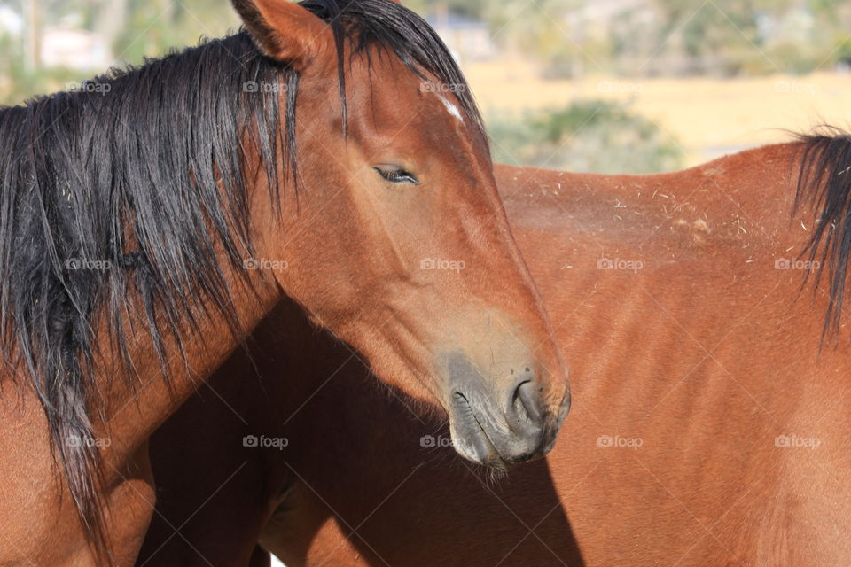 Wild mustang horse closeup, head and mane, Sierra Nevada mountains USA