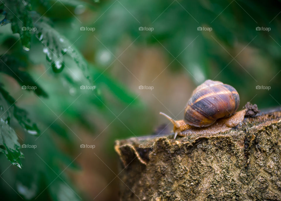 A snail crawls on a stump after rain, bushes with juicy green leaves covered with raindrops grow around a stump