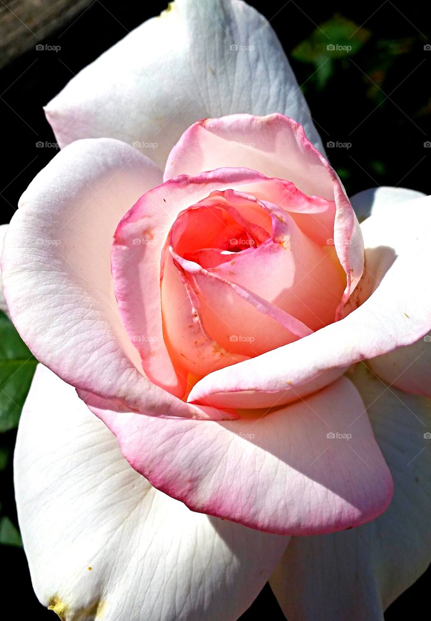 White Rose. White Rose Closeup