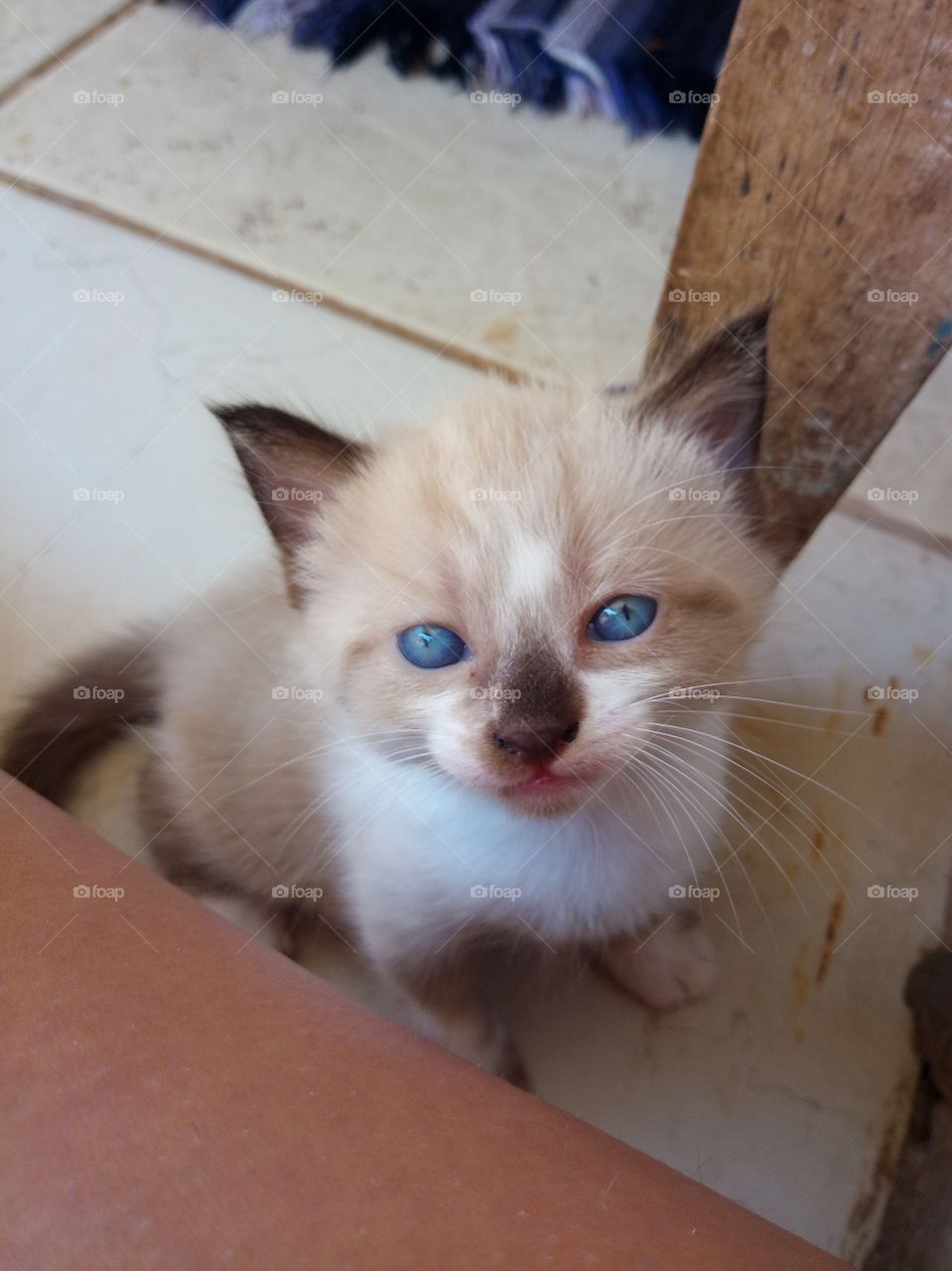 kitten with blue eyes