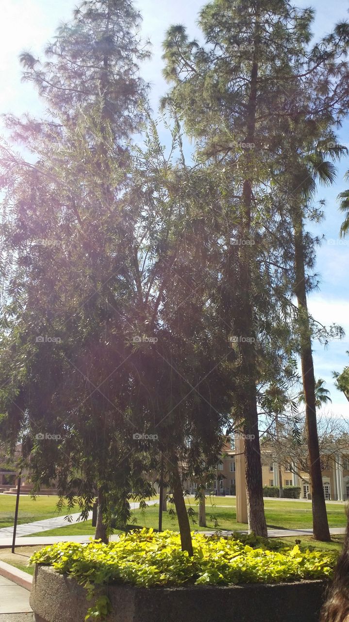 campus tree. A tree on ASU campus