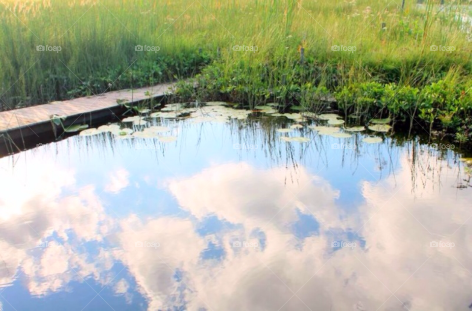 sky nature grass summer by merethe