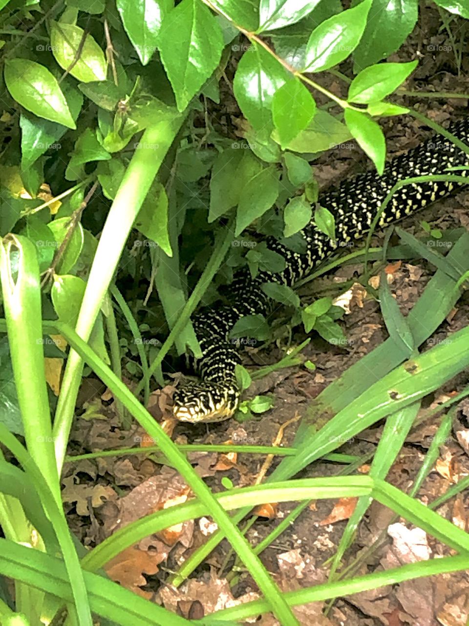 Snake in a garden 