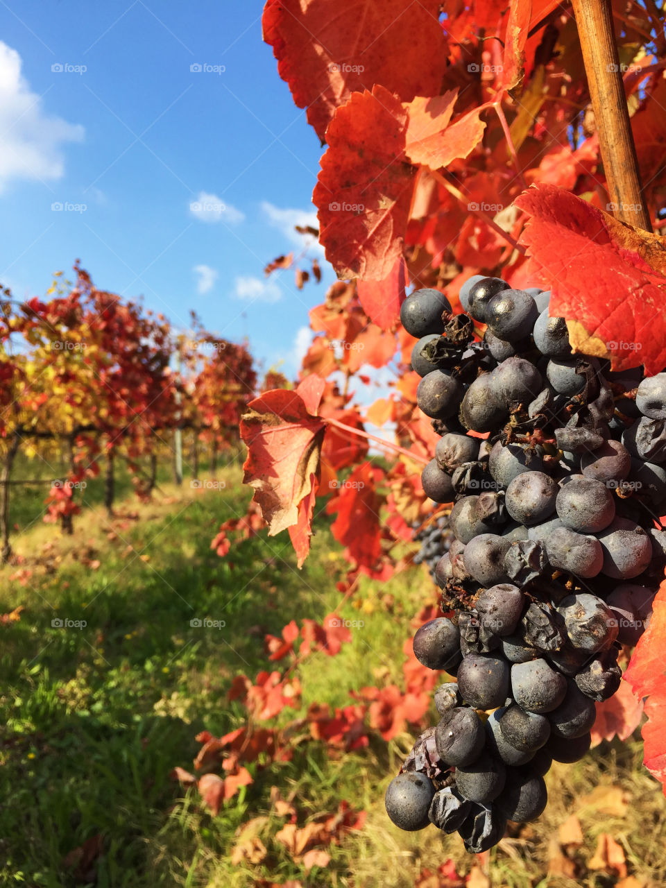 Grapes on the vine in autumn. Grapes on the vine in autumn