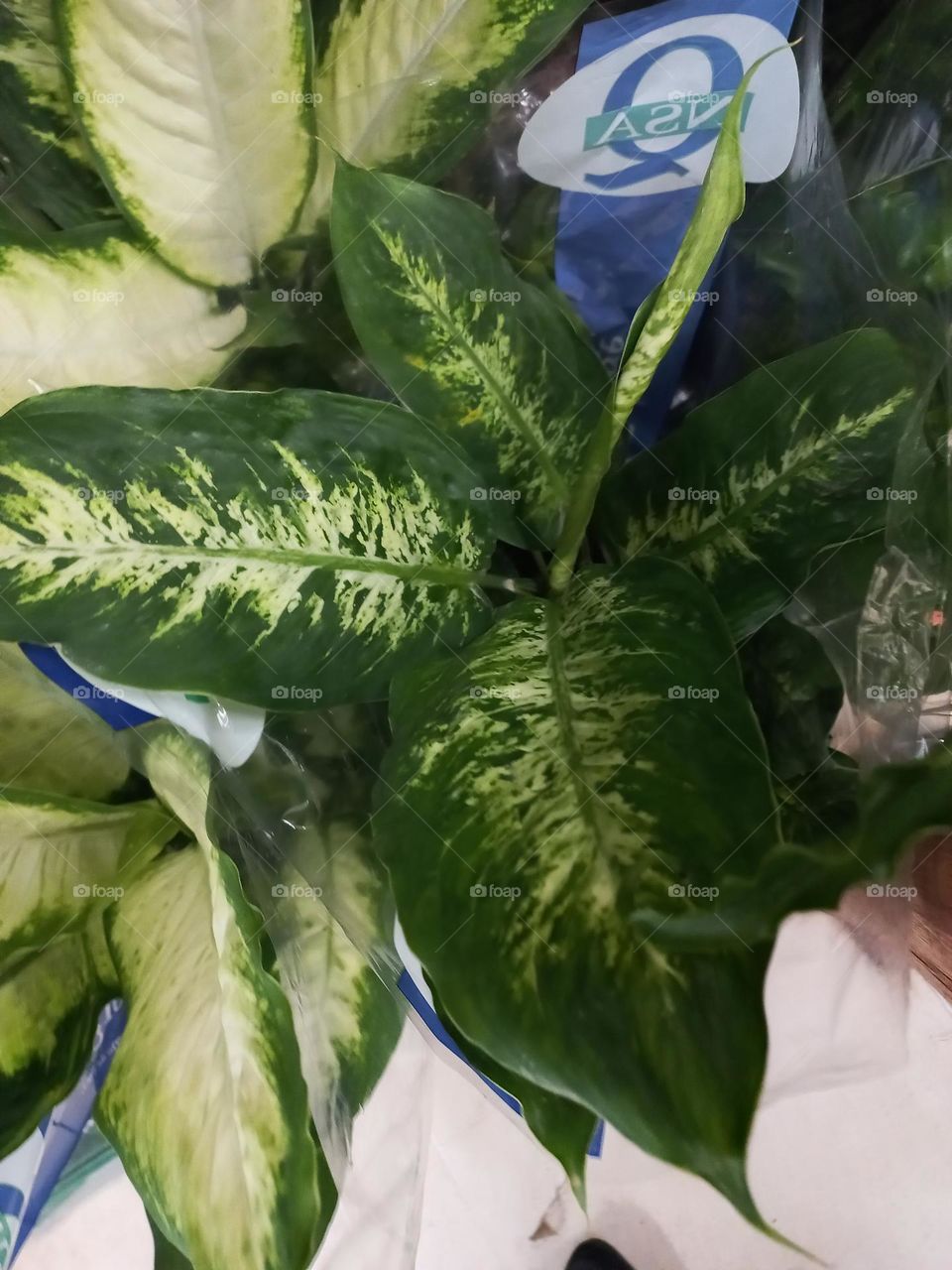 Comigo-ninguém-pode ou Dieffenbachia é uma planta com folhas grandes e vistosas, tem fácil cultivo e costuma ser bem  resistente