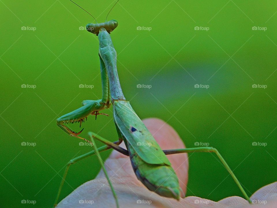 A look in the eye - Holding a Praying Mantis in the palm of the hand - Praying mantis have as many senses as we do; sight, smell, taste, feeling and hearing. However, they mostly depend on sight