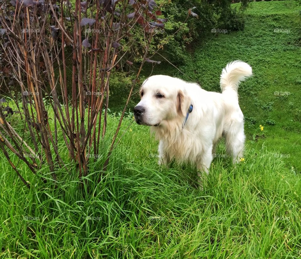 My dog was interested in that bush for some reason. As for me I didn't care of that plant at all. 