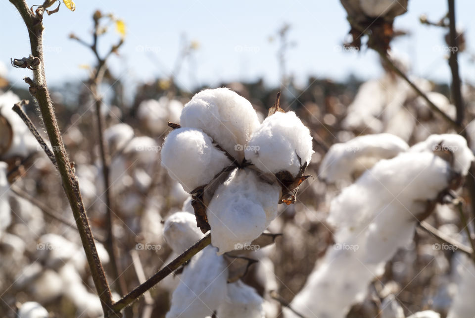 Cotton fields off the I13 corridor of Virginia.