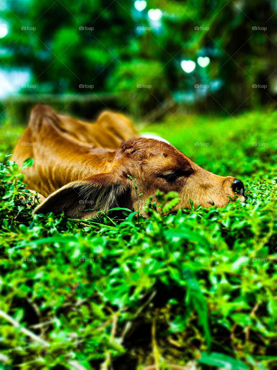This calf is ours.  I took photos of this calf.  Calf survival is very beautiful.  There is a white spot on the forehead.  So the animal looks very beautiful.