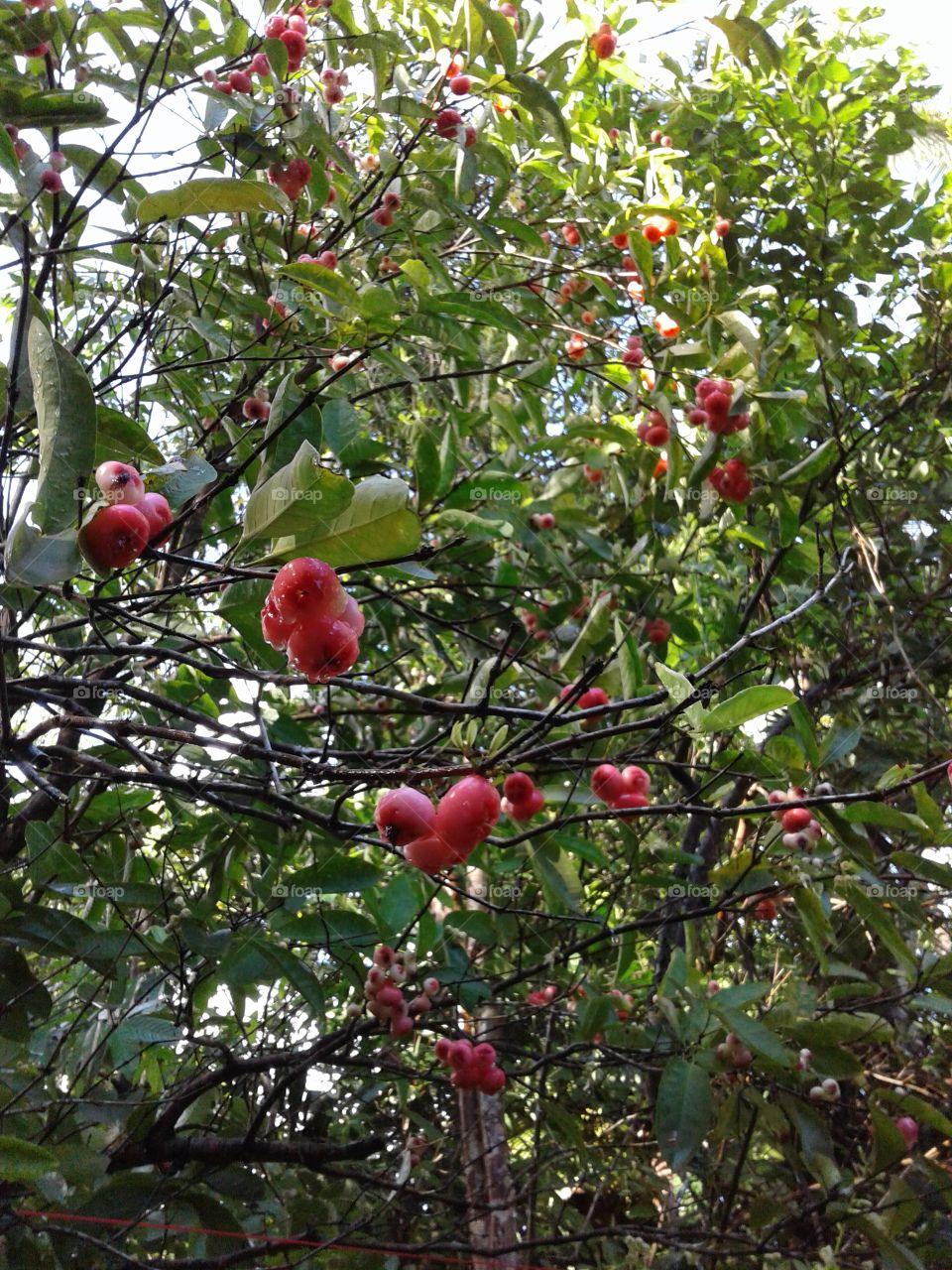 wax apple/Rose apple,java Apple,water apple,wax jambu (syzygium app .)