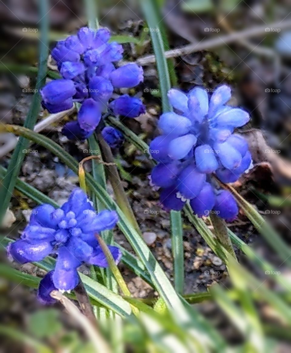 The art of composition: wild grape hyacinth, blue-purple and lovely flowers.