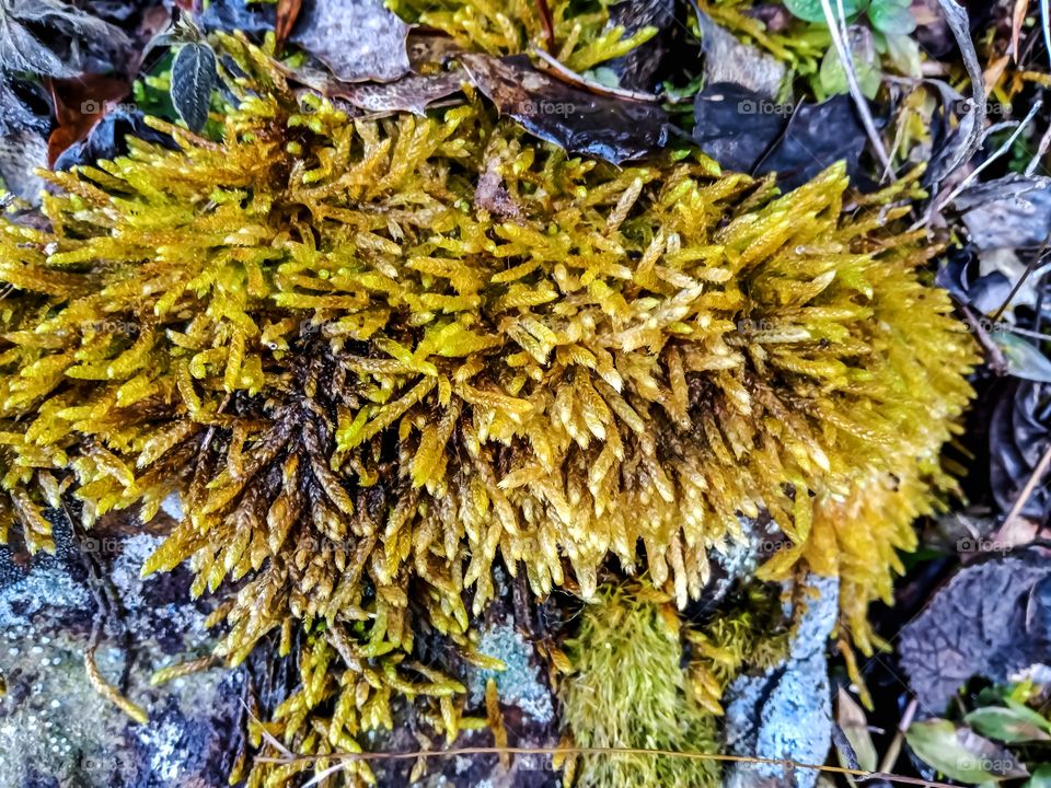 Beautiful endoton seductrix moss nice looking image