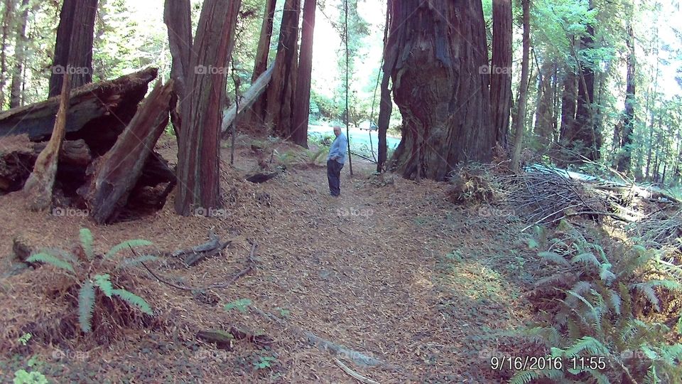 a picture from within the giant redwood forest