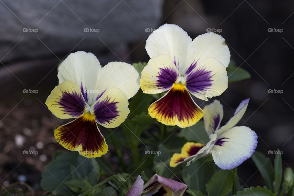 Pansies