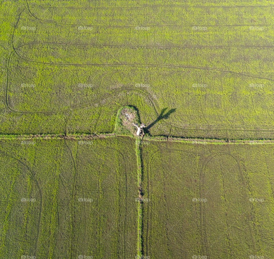 A dead tree  on the middle of rice Fields captured from above