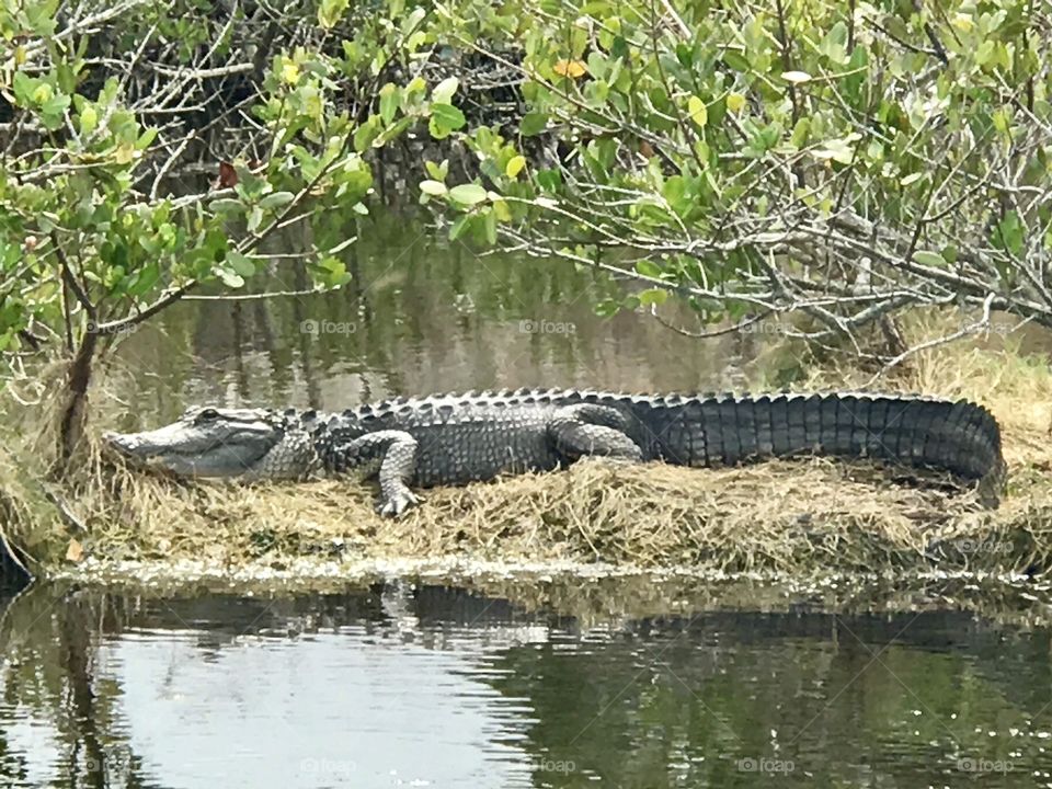 Alligator Merritt Island Wildlife Refuge 