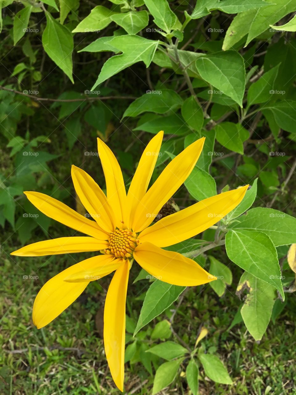 Yellow bloom