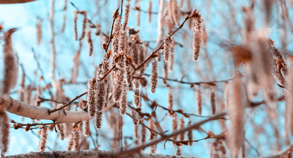 Spring buds on tree branches against the sky.