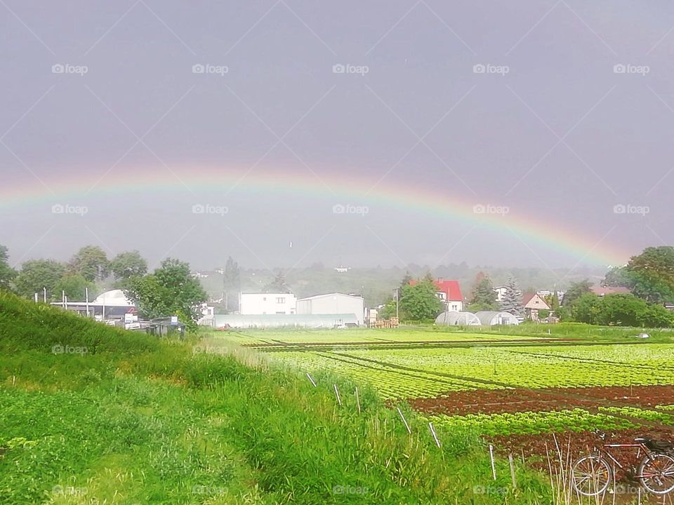 Battle meadow vs. forest