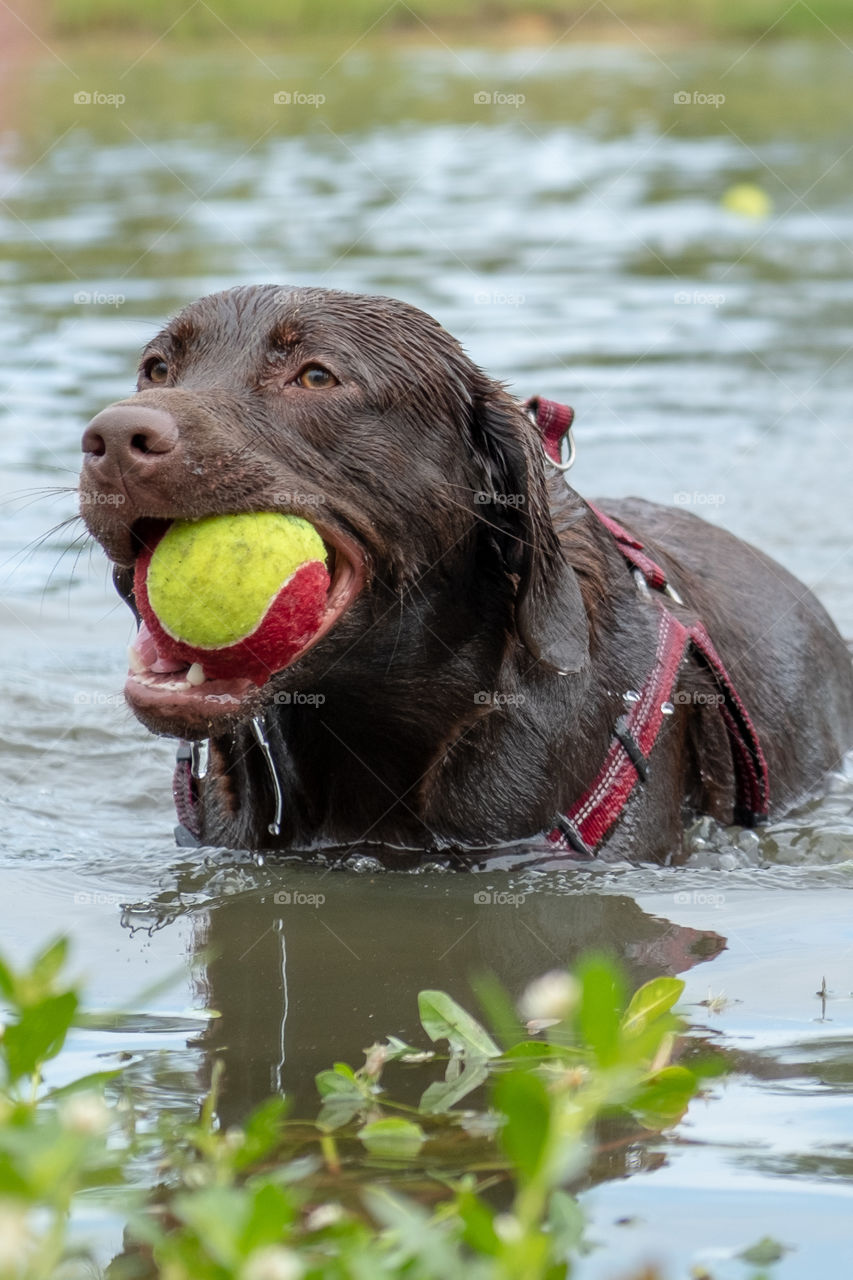 Foap, Dogs of the USA: A chocolate Labrador retriever loves playing fetch in pond with her ball. 