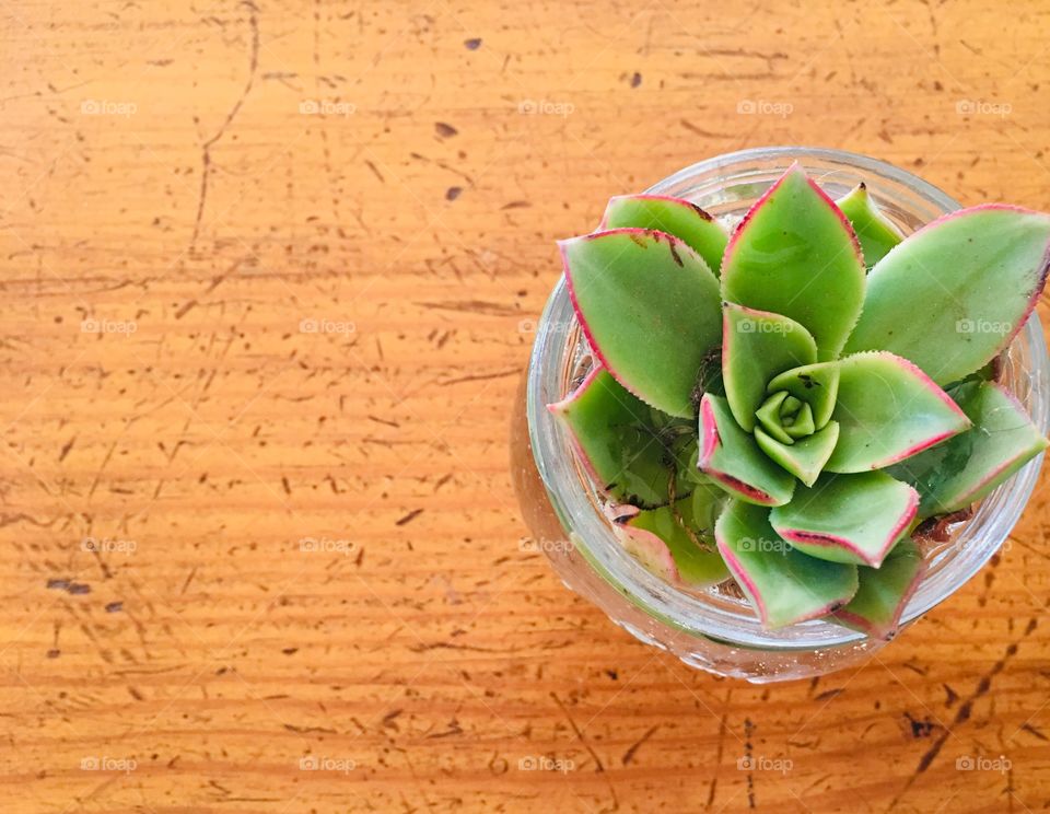 Green succulent plant growing roots in clear glass mason jar on wood table, flat lay, minimalism 