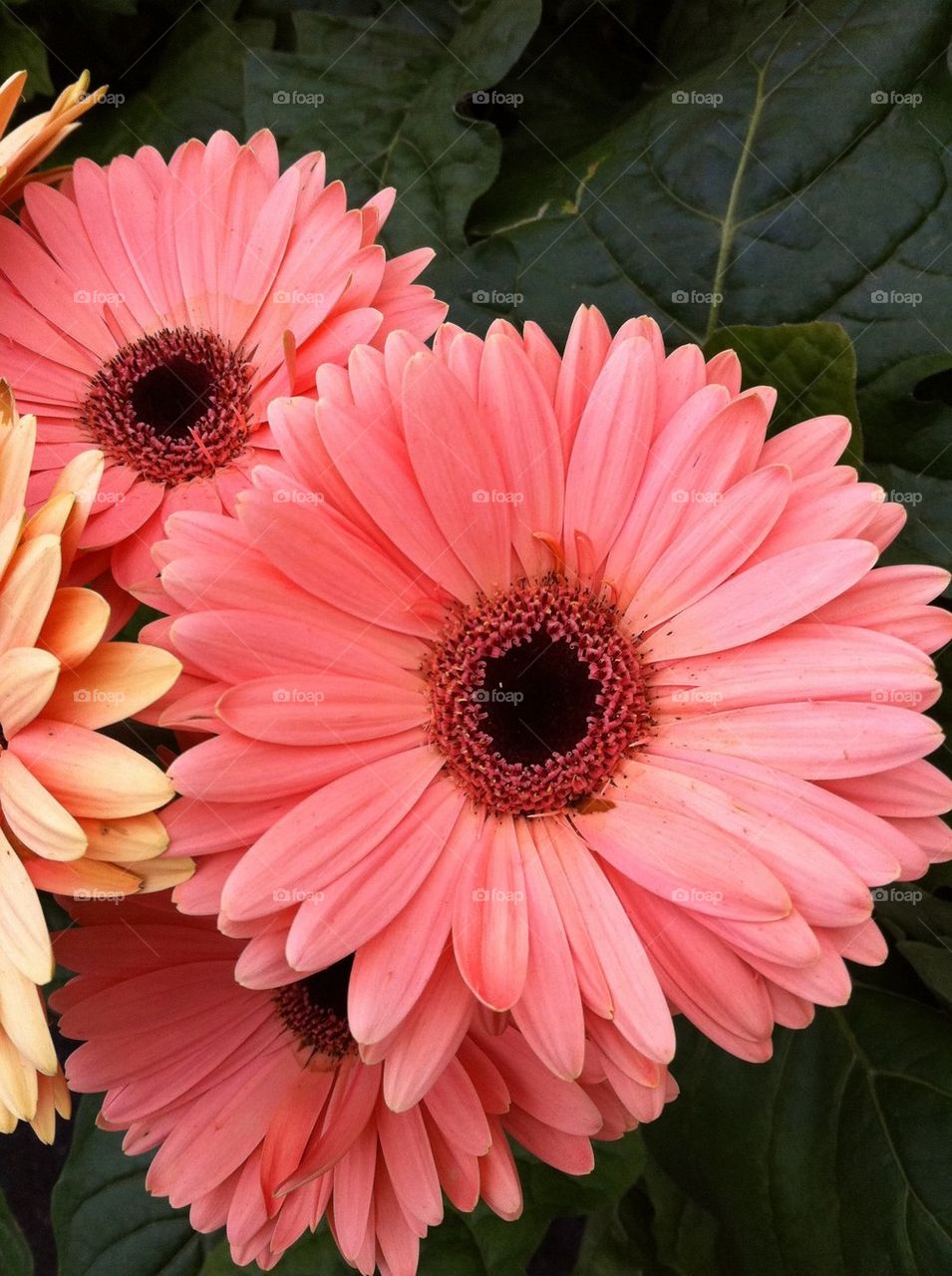 Gerbera Daisy