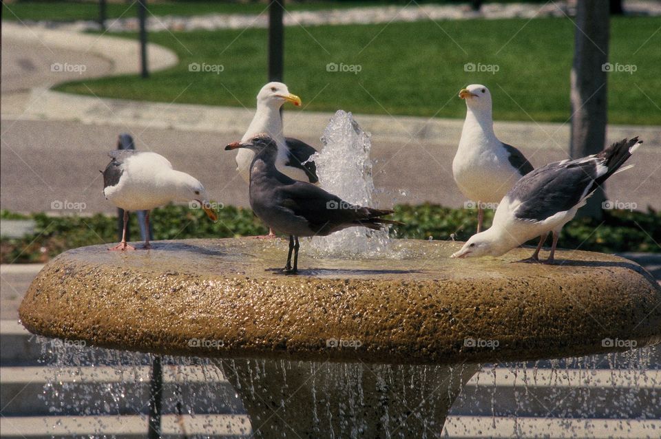 Pigeons gather at bird fountain 
