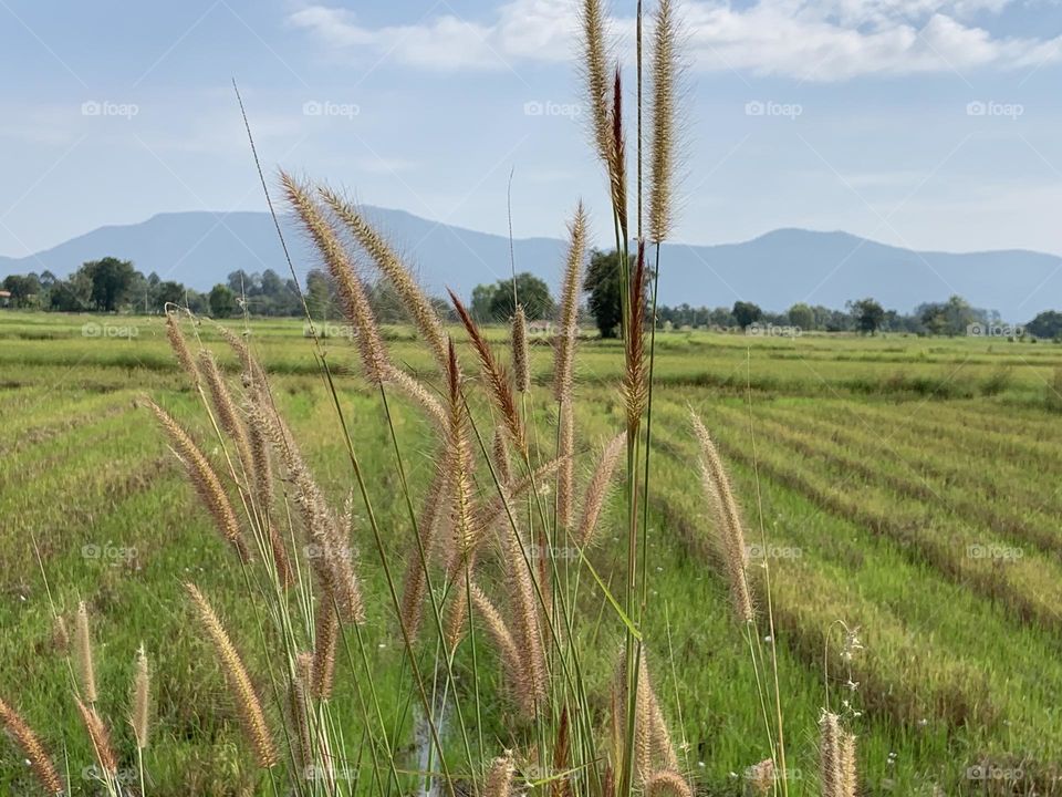 Best of 2021 : Nature, Countryside (Thailand)