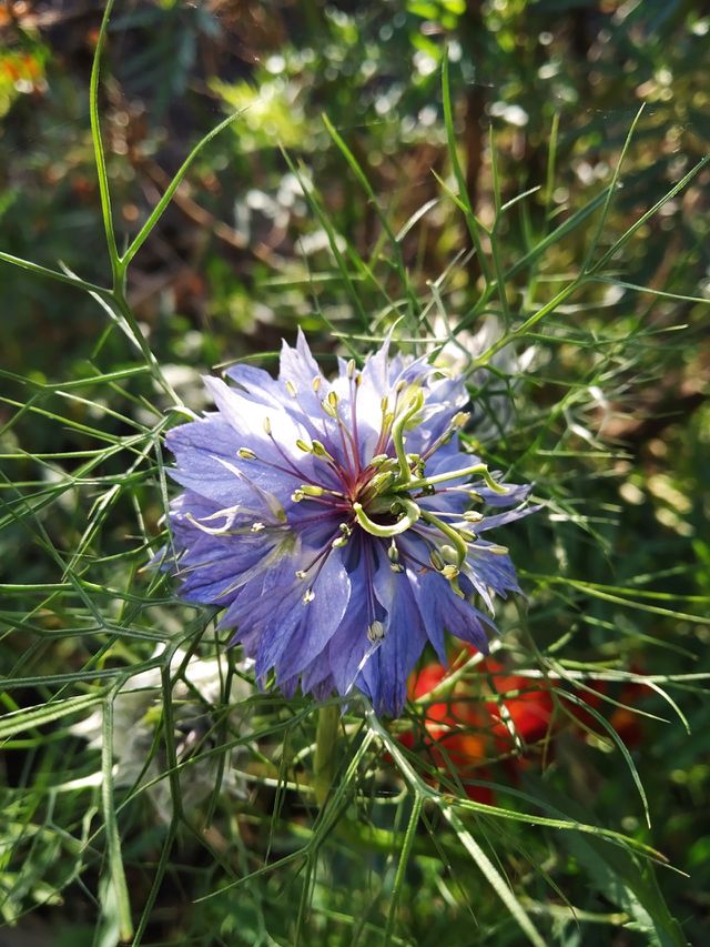 nigela