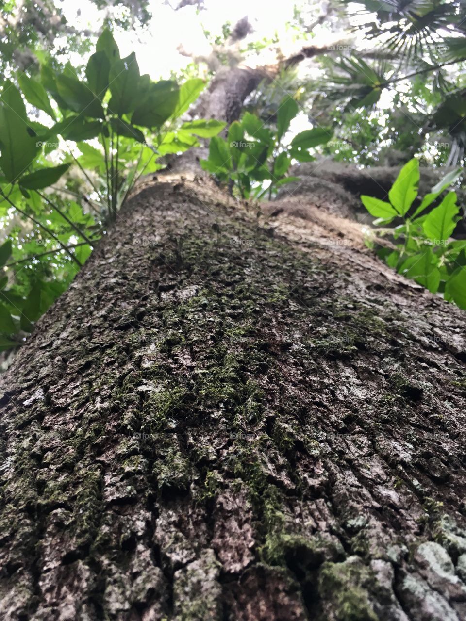 Up the tree at Green Springs Park Florida 